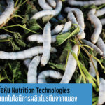 ปตท. ซื้อหุ้น Nutrition Technologies พัฒนาเทคโนโลยีการผลิตโปรตีนจากแมลง
